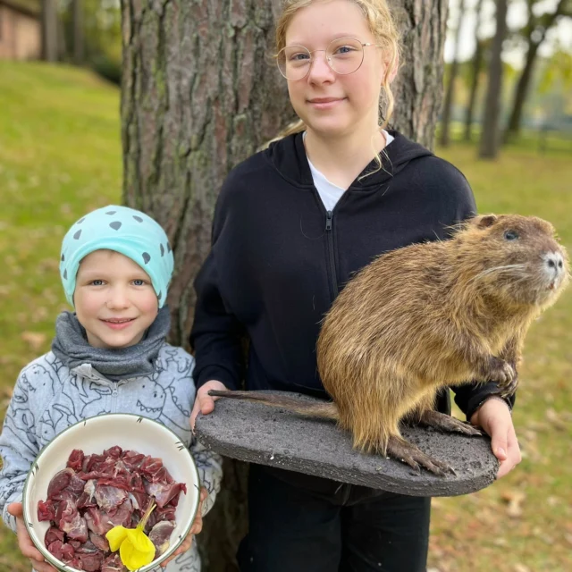 Tag 5 Herbstferien Programm für die Kinder der Mitarbeiter der @waldklinik.jesteburg .

„Nutria trifft Nachtkerze“ 🦫💛🦫

💛🤎Die Mini Rüsselkäfer und Netti haben heute Nutria Ragout gekocht. Dazu gab es frisch ausgebuddelte köstliche Nachtkerzen Wurzeln als Gemüse. Dekoriert mit Nachtkerzen Blüten und Nachtkerzen Samen. 💛🤎

Nutria-Fleisch wird mittlerweile vor allem unter Feinschmeckern geschätzt. Vom Geschmack erinnert es am ehesten an eine Mischung aus Kaninchen und Spanferkel. Nutria-Rezepte finden sich vor allem in alten DDR-Kochbüchern. 
Vielen Dank an unseren Betriebsleiter und Revierjagdmeister Hans-Kristian Sierk Stiftung Wald und Wild in Mecklenburg-Vorpommern für das Nutria Fleisch 🦫

💛💛💛Der Nutzen der Nachtkerze als Wurzelgemüse ist lange in Vergessenheit geraten. 
Man erntet sie von Oktober bis März – je größer die Blattrosette, desto größer die Wurzel. Im Volksmund nannte man die Nachtkerzenwurzel wegen ihres hohen Nährwerts früher auch „Schinkenwurz”.
Die Nachtkerzenwurzel enthält vor allem Stärke, Eiweiß und Mineralstoffe. Vor dem Verarbeiten wird sie einfach mit einer Wurzelbürste oder einem Stahlschwamm gereinigt. Beim Garen färbt sie sich leicht rötlich. Im Geschmack erinnert sie an Schwarzwurzeln, entwickelt aber eine angenehm leichte Schärfe. Am besten lässt sie sich zu Gemüse oder in Suppen verarbeiten oder auch in feinen Scheibchen oder Raspeln roh über einen winterlichen Salat hobeln.
.
.
.
.
.
#nettisnaturkinder #stiftung  #naturschätze  #naturkunde  #selbstgemacht #naturkinder #nachhaltig 
#waldpädagogik #naturkind 
 #naturfühlen #kerzenhalter 
#waldkinder #bastelnmitnaturmaterialien
#jäger #KreativMitDerNatur #Naturinspiration #nutria #jahreszeiten #sammeln
#kita #wildfleisch #jesteburg #KreativMitDerNatur#kräuterfachwirt