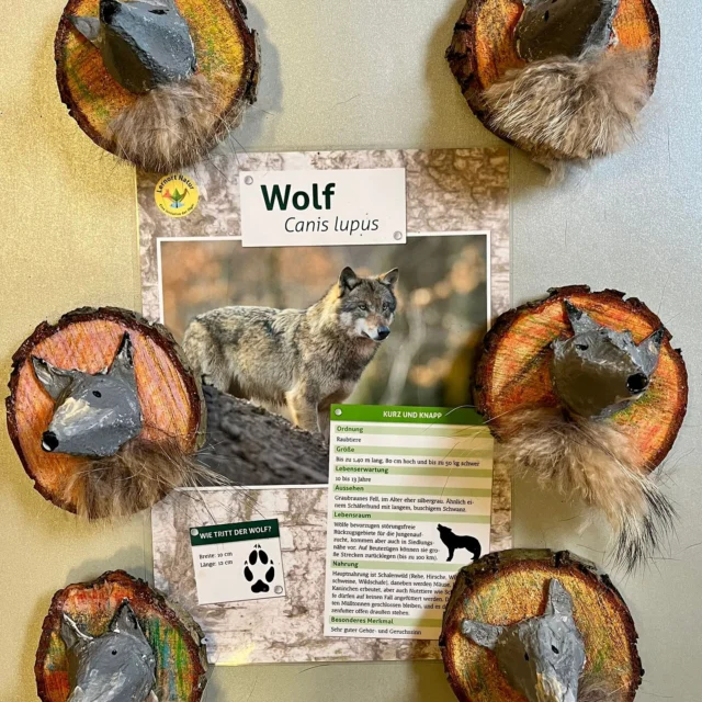 🐺Aus gegebenen Anlass haben wir uns heute mit dem Thema Wolf beschäftigt. Die Kinder haben einen Wolf gebastelt - Netti hat über den Wolf berichtet…. 

In Brandenburg wurde ein Jagdterrier bei der Nachsuche von einem Wolf getötet.

Um das Risiko eines Wolfsangriffes zu minimieren, werden Spaziergänger, Waldbesucher und Pilzsucher dazu aufgerufen, besonders vorsichtig zu sein. Hunde sollten generell an der Leine geführt werden.

Unsere kleinen Wolfs Trophäen wurden in der Kita Vitrine ausgestellt. 🐺🐺🐺

Quelle: @pirsch.de 
(unbezahlte Werbung)
.
.
.
.
.
#nettisnaturkinder #stiftung  #naturschätze  #naturkunde  #selbstgemacht #naturkinder #nachhaltig 
#waldpädagogik #naturkind 
 #naturfühlen #kerzenhalter 
#waldkinder #bastelnmitnaturmaterialien
#oliven #KreativMitDerNatur #Naturinspiration #wolf #jahreszeiten #sammeln
#kita #eingelegt #jesteburg #KreativMitDerNatur#kräuterfachwirt